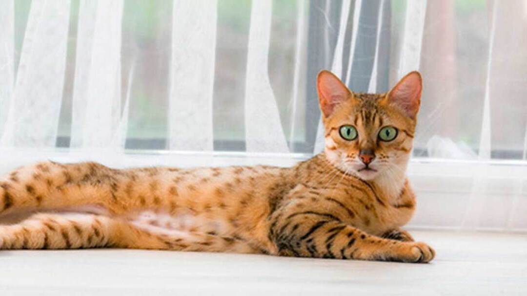 Les périodes de chaleurs chez les chats Purina